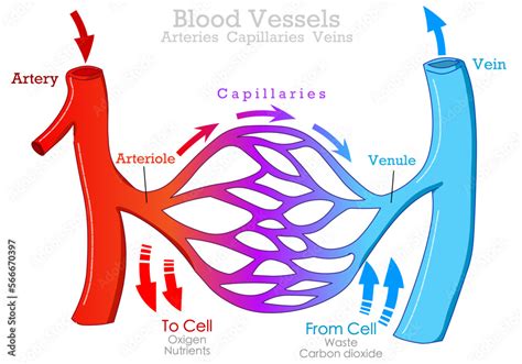 Plakat Blood Vessels Types Arteries Veins Capillaries Arteriole