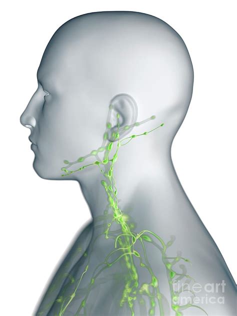Lymphatic System Of The Neck Photograph By Sebastian Kaulitzkiscience