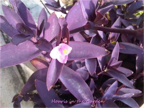 Houris In The Garden Purple Queen