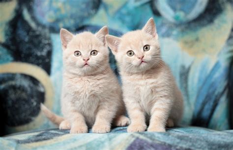 Two Cute Little Red Kitten Wallpapers And Images