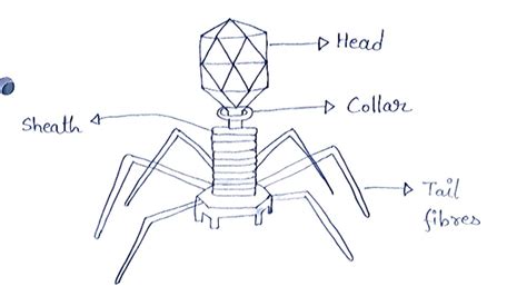 Draw A Labeled Diagram Of Bacteriophage Class Biology Cbse My Xxx Hot Girl