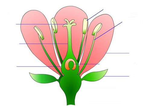 Parts of a gumamela flower. Parts of a Flower - PurposeGames