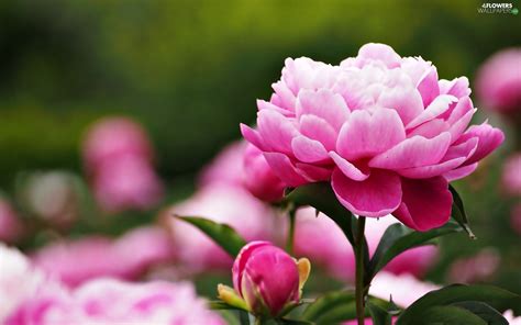 See more ideas about peonies, flowers, peony flower. peony, Colourfull Flowers, bud - Flowers wallpapers: 1920x1200