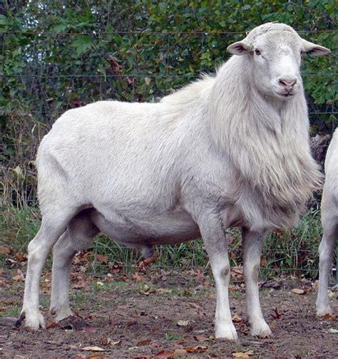 St Croix Sheep Breed Information History And Facts