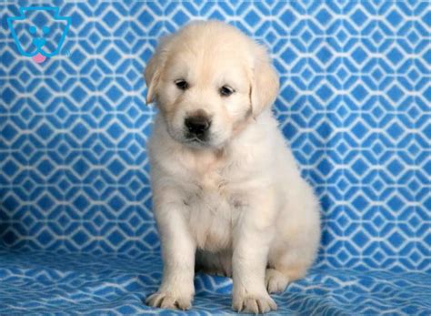 Golden retrievers focused on obedience, therapy, beginning service and companionship. Dallas | Golden Retriever - English Cream Puppy For Sale ...