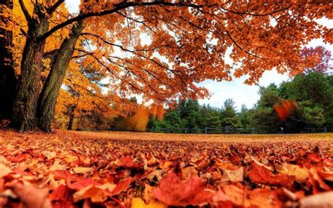 Fall Foliage Wallpapers Hd Pixelstalknet Beautiful Places On Earth