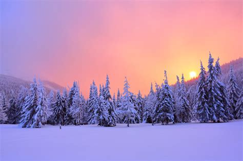 Sunrise Enlightens Sky Mountain And Trees Standing In Snowdrifts