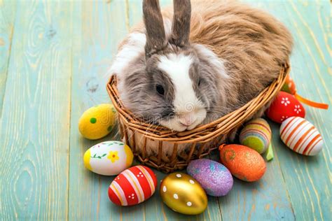Cute Fluffy Rabbit And Painted Eggs Easter Concept Stock Image Image