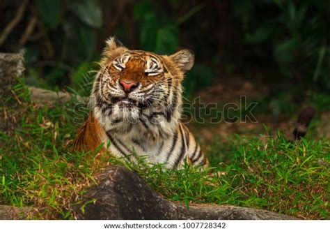 Funny Tiger Face Select Focus Stock Photo Edit Now 1007728342