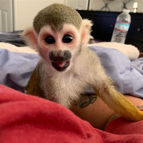 Squirrel Monkey Animals For Sale St Louis Mo 289896