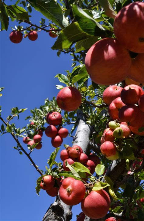 Apple Days In Julian California