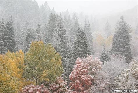 Its Snowing In The Wasatch State Park Red Maples And Pines With Snow