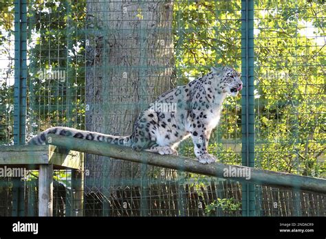 Shen Snow Leopard Panthera Uncia Big Cat Sanctuary Headcorn Road