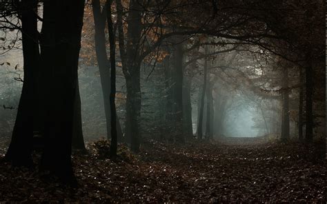 Nature Landscape Forest Mist Path Leaves Fall Morning Trees Dark