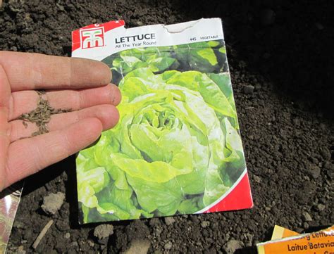 Easy Lettuce Growing Step By Step Guide For Container Planting Dengarden