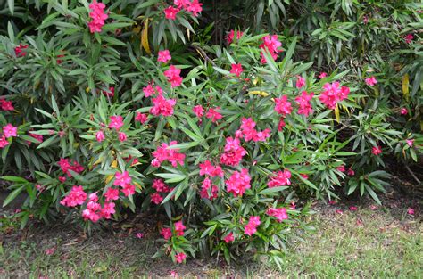 Colorful Oleanders For Hot Summer Climes What Grows There Hugh