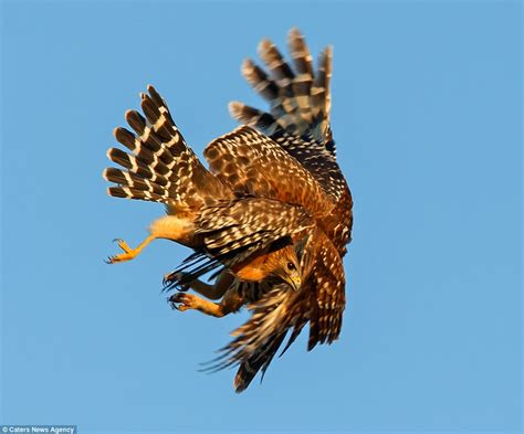 Owl In Dramatic Mid Air Battle With Hawk That Landed Too Near Its Nest