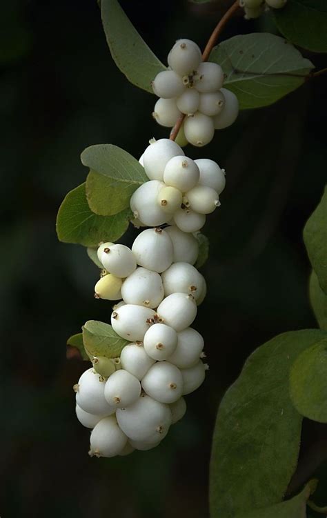Common Snowberry Organic Horticulture Horticulture Natural Instinct