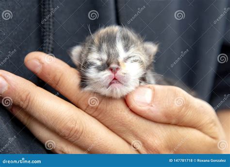 Hands Holding Newborn Calico Kitten Stock Photo Image Of Little