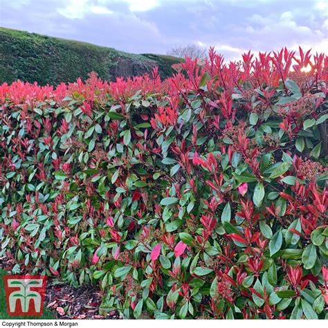 Photinia X Fraseri Red Robin Plants Thompson And Morgan