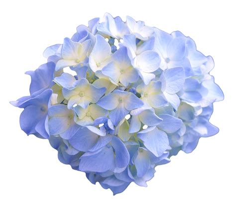 Transparent Flowers Light Blue Hydrangea X Transparent