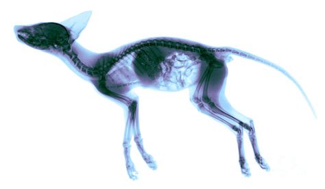Red Fox X Ray Photograph By Ted Kinsman