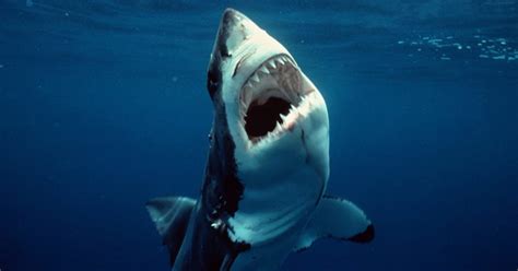 Teenage great white sharks have weak bite