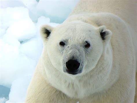 1440x900 Resolution Polar Bear Polar Bear White Bear Predator Hd