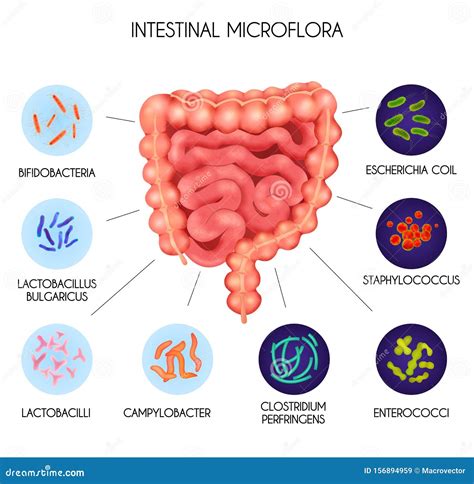 Realistic Human Internal Organs Intestinal Microflora Bacteria
