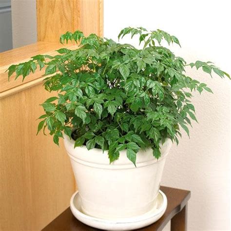 Buy Radermachera China Doll Plant Online From Nurserylive At Lowest