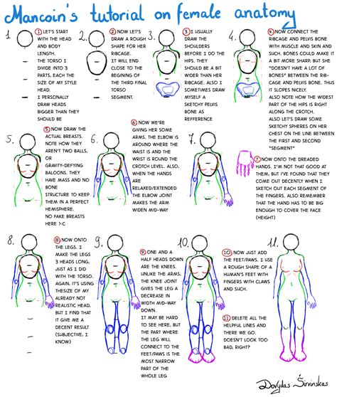 Tutorial On Female Anatomy For Beginners By Mancoin Female Anatomy