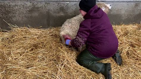 Assisted Lambing Birth Youtube