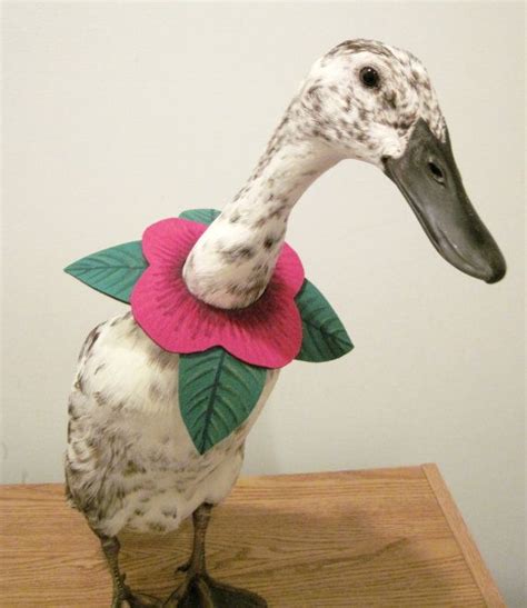 Get the best deals on duck stuffed animals. PartyFowl "Flower Collar" Costume for Pet Ducks, Chickens ...