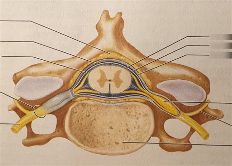 Cervical Spinal Cord Cross Section Anatomy Bmp Troll The Best Porn Website
