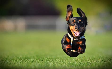 Dachshund Running Dog Puppy Pets Dogs Flying Dachshund Bokeh