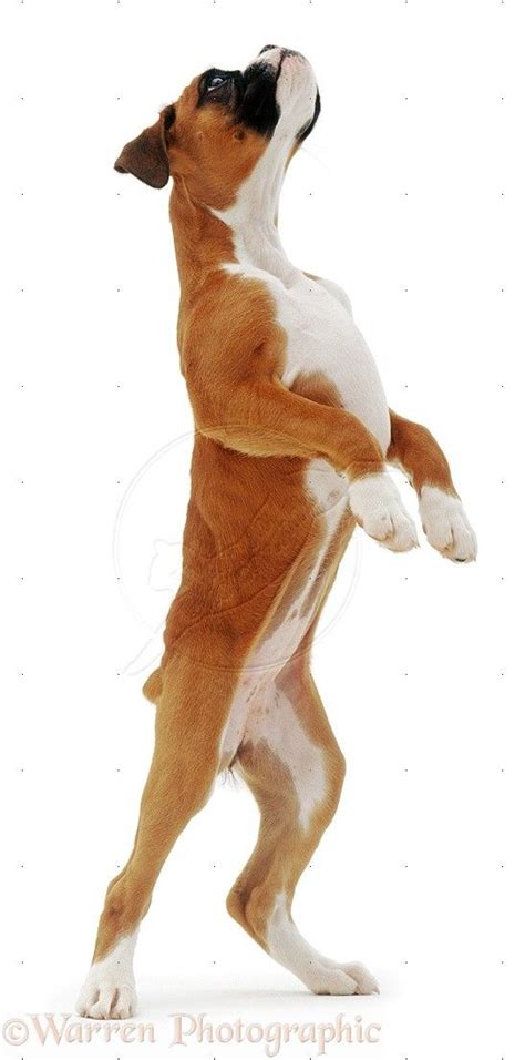 Dog Boxer Puppy Standing Up On Hind Legs Photo Dog Illustration Dog
