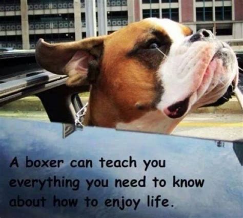 15 Best Boxer Dog Quotes And Sayings The Paws