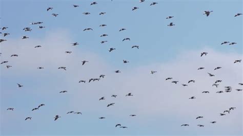 Pink Footed Geese At Loch Leven Nnr Youtube