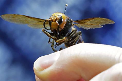 Sex Traps Could Muzzle Mating Of Asian Giant ‘murder Hornets Slow