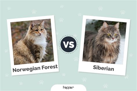 Norwegian Forest Cat Vs Siberian Cat Whats The Difference My Pets