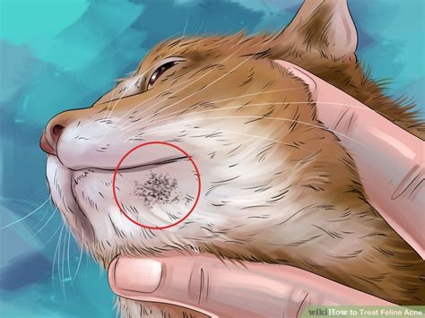 How To Treat Feline Acne 14 Steps With Pictures Feline Acne Diy Acne Treatment Cat Acne