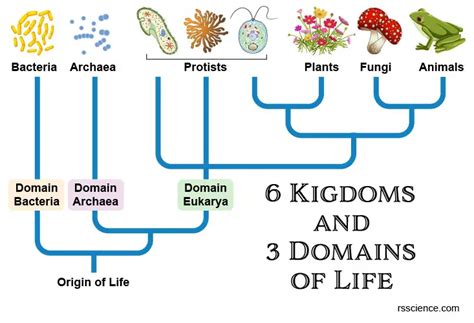 Archaea Vs Bacteria What Are The Similarities Differences And Examples 2023