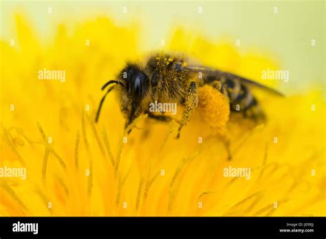 Bumble Bee Pollen High Resolution Stock Photography And Images Alamy