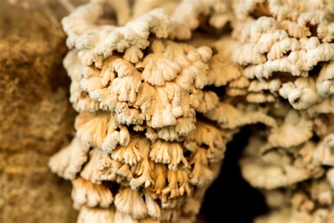 Why This Fungus Has Over 20000 Sexes Discover Magazine