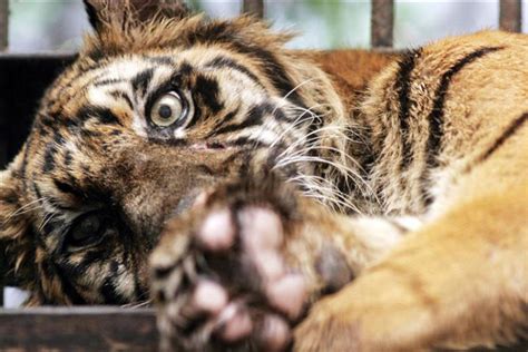 Tigre compartilha de seu genoma com o gato segundo novo estudo Vírgula