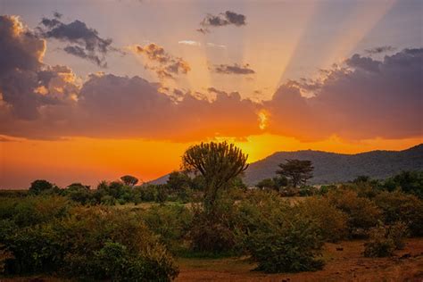 Sunset Masai Mara Kenya Camelkw Flickr