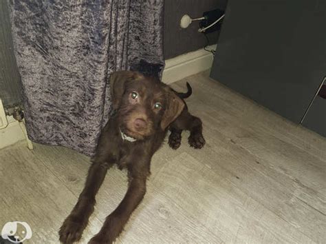 Vizsla X Lurcher In Dundee Dd3 On Freeads Classifieds Mixed Breed