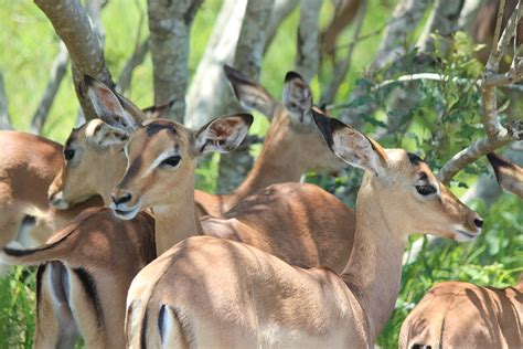 Impala Vida Selvagem Animal Foto Gratuita No Pixabay