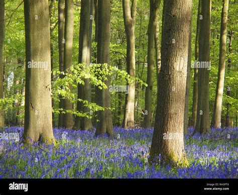 Bluebells In Beech Tree Woodland In Spring In Hertfordshire Landscape