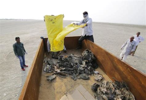 مرگ اسرار آمیز هزاران پرنده در راجستان هند Bbc News فارسی
